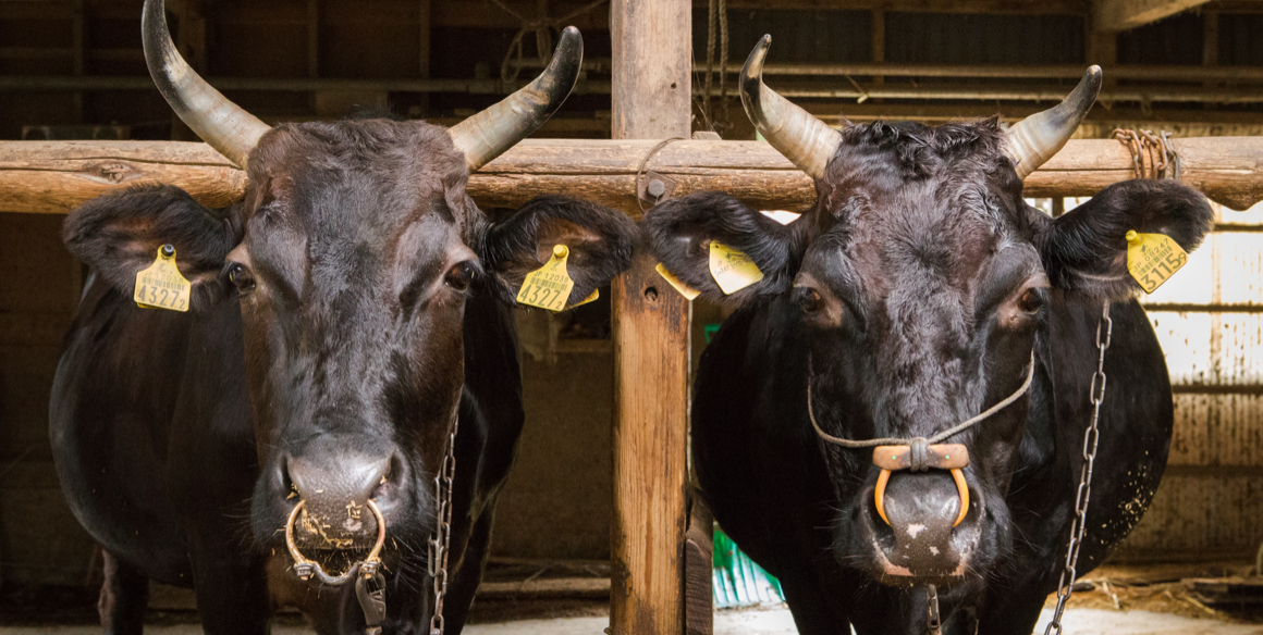 生産農家様の声をいただいております。のイメージ
